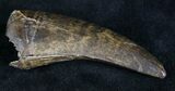 Large Tyrannosaur Tooth - Montana #28284-3